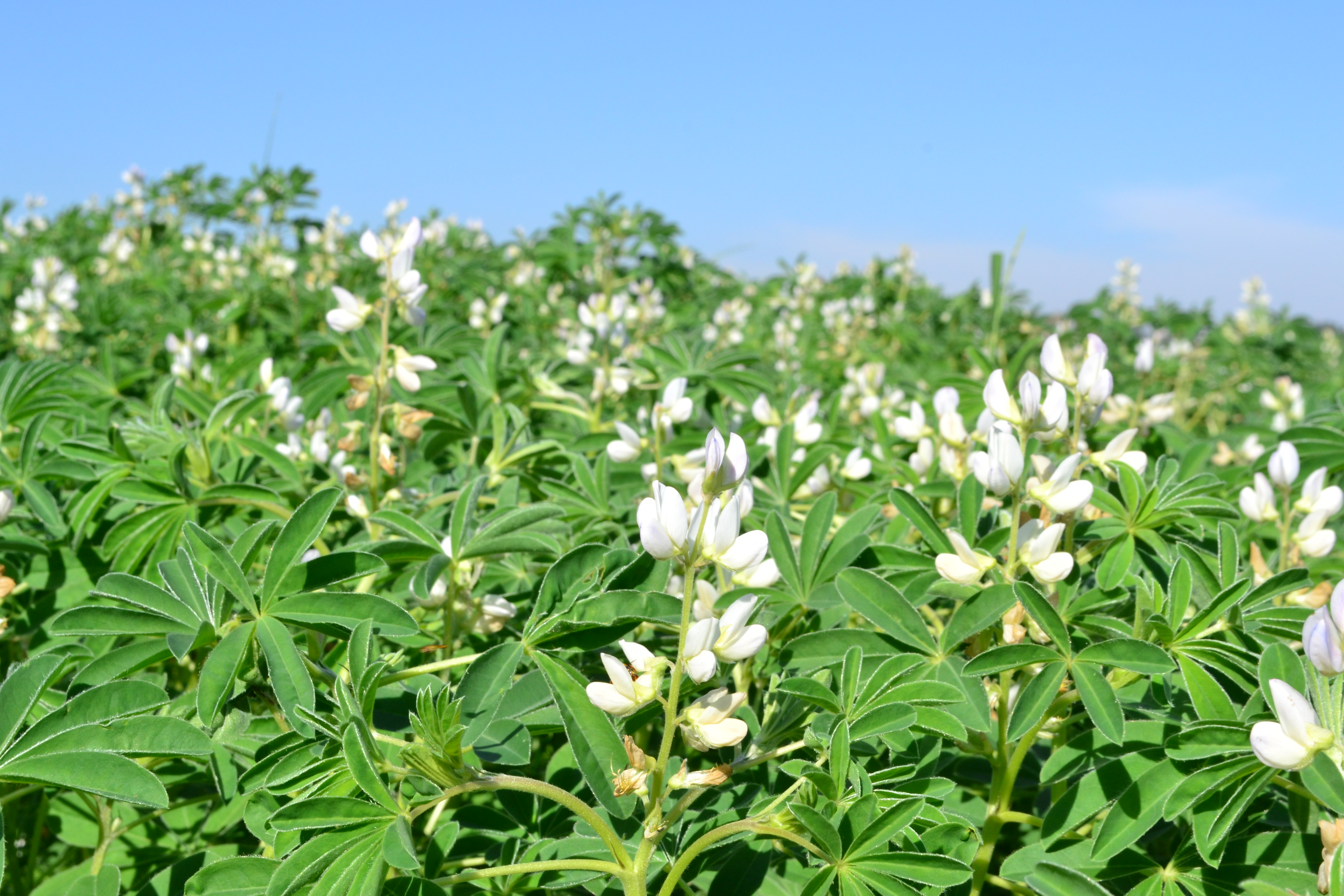 Adubacao verde - folha e flores de tremoco 2.JPG